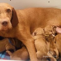 Hungarian Vizsla - Both