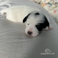 Jack Russell - Both