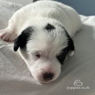 Jack Russell - Both