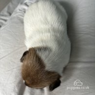 Jack Russell - Both