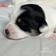 Jack Russell - Both