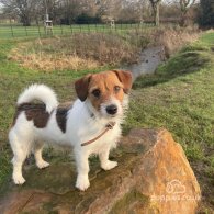 Jack Russell - Both