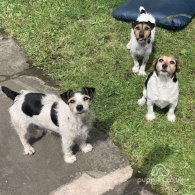 Jack Russell - Both