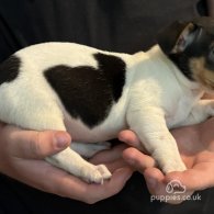 Jack Russell - Both