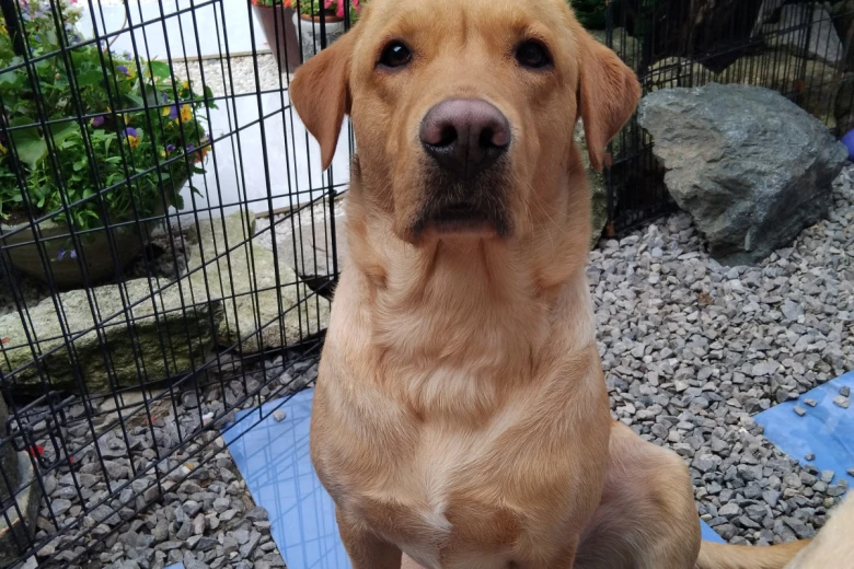 Labrador Retriever