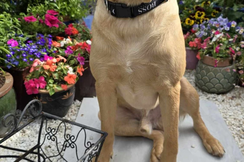 Labrador Retriever