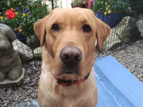 Labrador Retriever