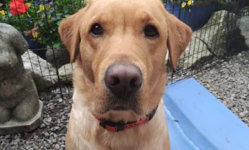 Labrador Retriever