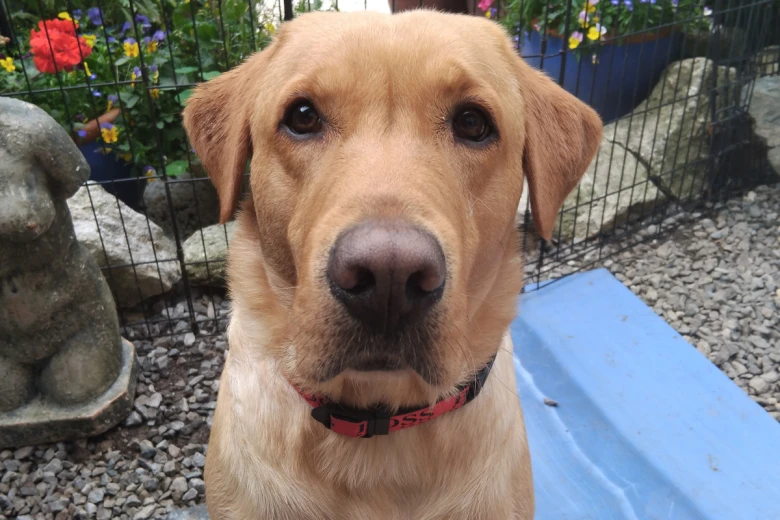 Labrador Retriever