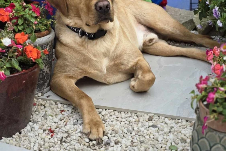 Labrador Retriever