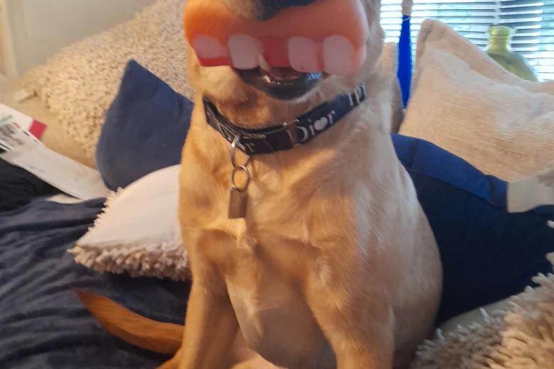 Labrador Retriever