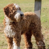 Labradoodle - Both