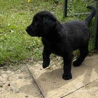 Labradoodle - Both