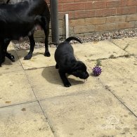 Labradoodle - Both