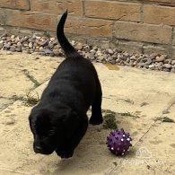 Labradoodle - Both