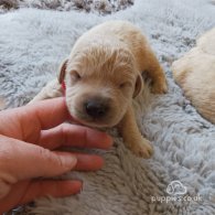 Labradoodle - Both