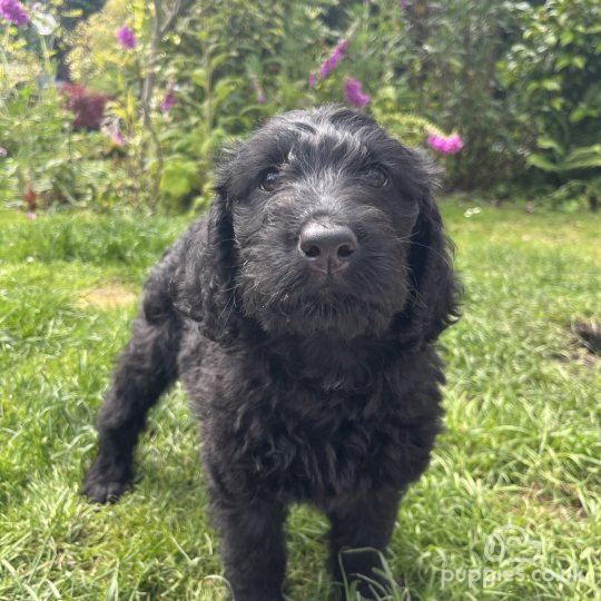 Labradoodle - Both