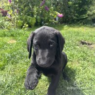 Labradoodle - Both