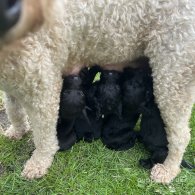 Labradoodle - Both