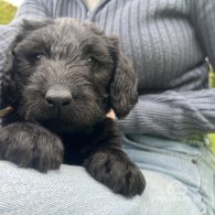 Labradoodle - Both