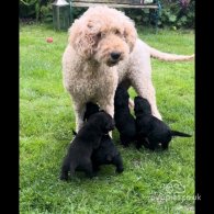 Labradoodle - Both