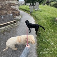 Labradoodle - Both