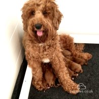 Labradoodle - Dogs