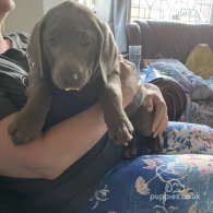 Labrador Retriever - Dogs