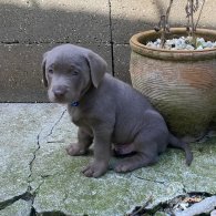 Labrador Retriever - Dogs