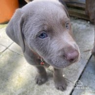 Labrador Retriever - Dogs