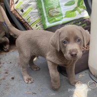 Labrador Retriever - Dogs