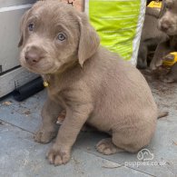 Labrador Retriever - Dogs