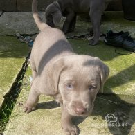 Labrador Retriever - Dogs