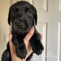 Labrador Retriever - Dogs