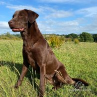 Labrador Retriever - Both