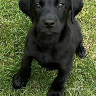 Labrador Retriever - Dogs