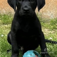 Labrador Retriever - Dogs