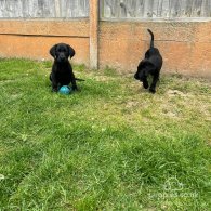 Labrador Retriever - Dogs