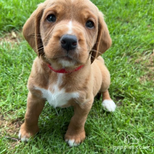 Labrador Retriever - Both