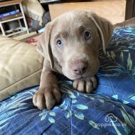 Labrador Retriever - Dogs