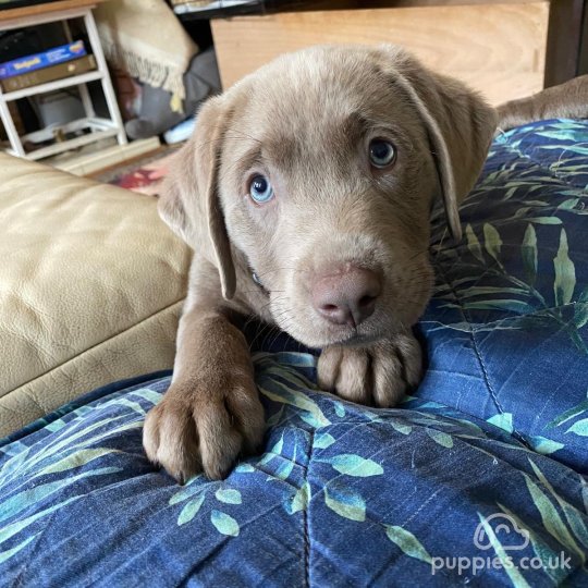 Labrador Retriever - Dogs