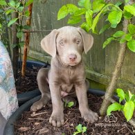 Labrador Retriever - Dogs