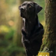 Labrador Retriever - Both