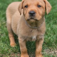 Labrador Retriever - Both