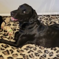 Labrador Retriever - Both