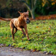 Labrador Retriever - Dogs