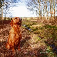 Labrador Retriever - Dogs