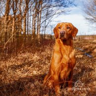 Labrador Retriever - Dogs