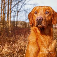 Labrador Retriever - Dogs