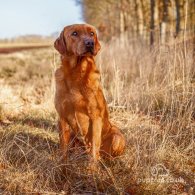 Labrador Retriever - Dogs